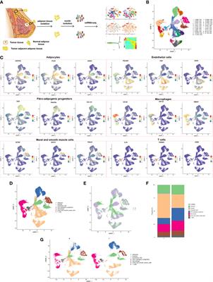 Diversity and heterogeneity in human breast cancer adipose tissue revealed at single-nucleus resolution